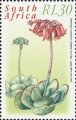 timbre succulent