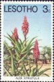 timbre succulent
