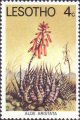 timbre succulent
